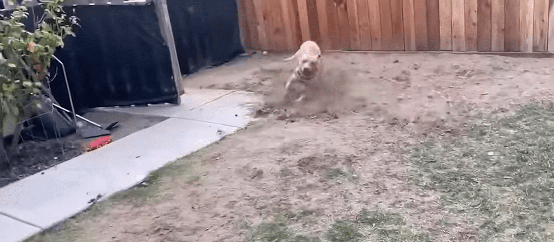 Elusive Stray Pitties Weeks Long Escape Ends In A Heartwarming Rescue The Dodo 3 50 screenshot