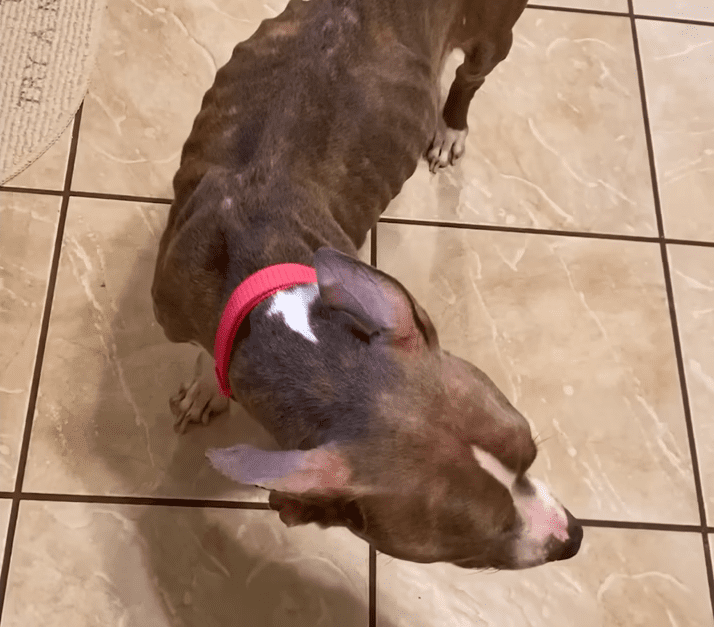 Emaciated Pittie Breaks Into A Home Looking For Food The Dodo 0 0 screenshot