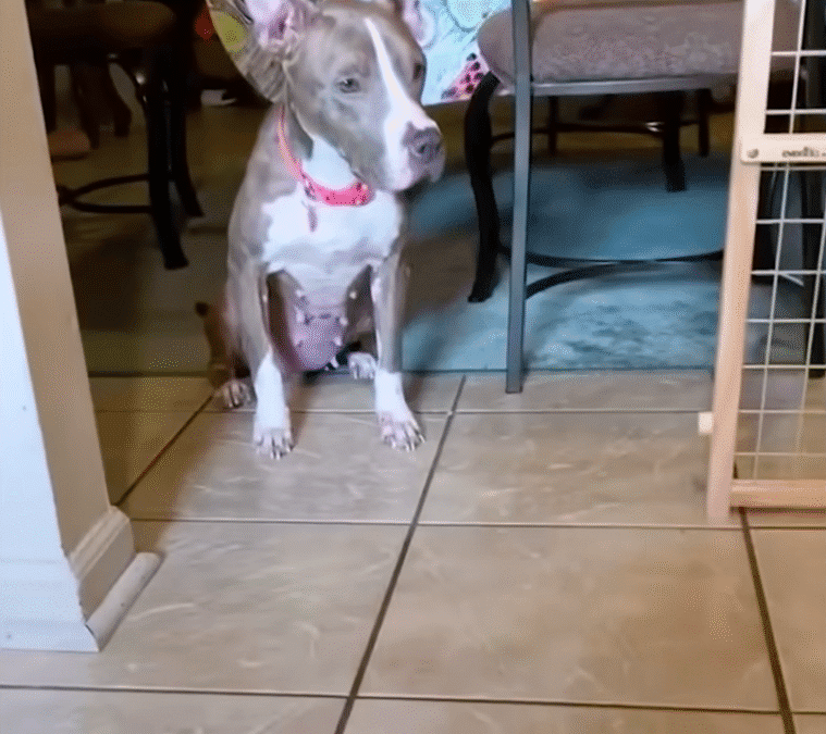 Emaciated Pittie Breaks Into A Home Looking For Food The Dodo 0 45 screenshot