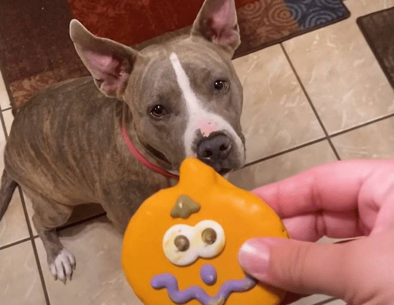 Emaciated Pittie Breaks Into A Home Looking For Food The Dodo 1 12 screenshot