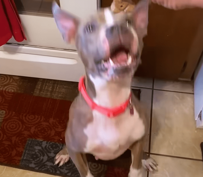 Emaciated Pittie Breaks Into A Home Looking For Food The Dodo 1 3 screenshot