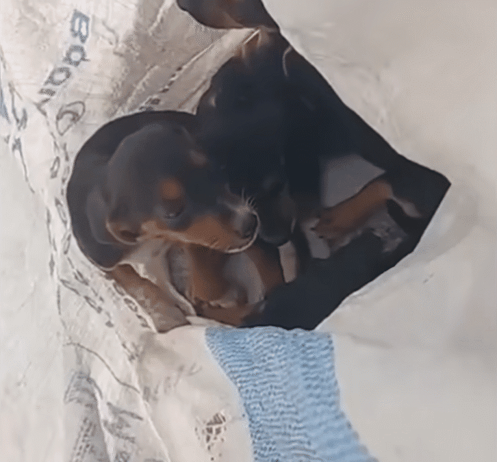 Five Puppies Found In A Trash Bag Are In The Best Place Now The Dodo 0 12 screenshot