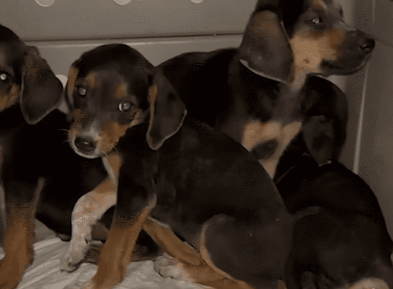 Five Puppies Found In A Trash Bag Are In The Best Place Now The Dodo 0 29 screenshot