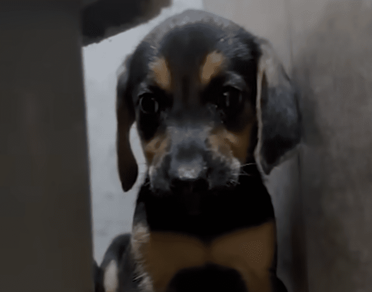 Five Puppies Found In A Trash Bag Are In The Best Place Now The Dodo 0 56 screenshot