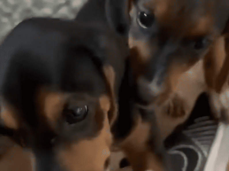 Five Puppies Found In A Trash Bag Are In The Best Place Now The Dodo 1 59 screenshot