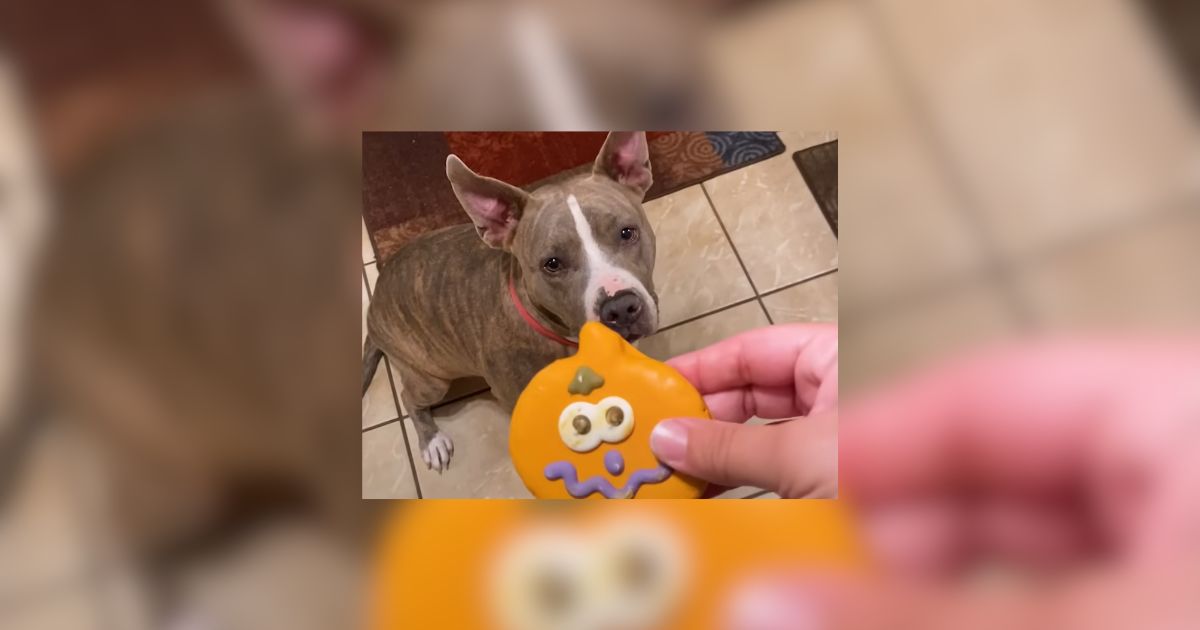 Florida Emaciated Pittie Breaks Into Home Searching for Food and Finds Love