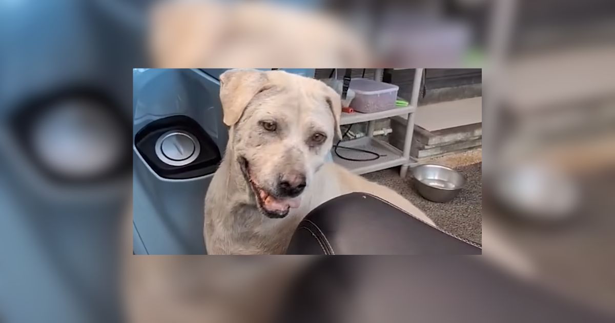 Florida Senior Dog Who Refused To Walk Becomes His Dads Scooter Sidekick
