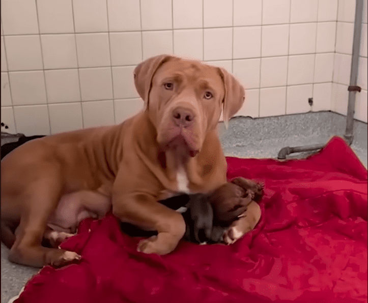Gentle Giant Shelter Dog Raises A Litter Of Orphan Puppies The Dodo 0 33 screenshot