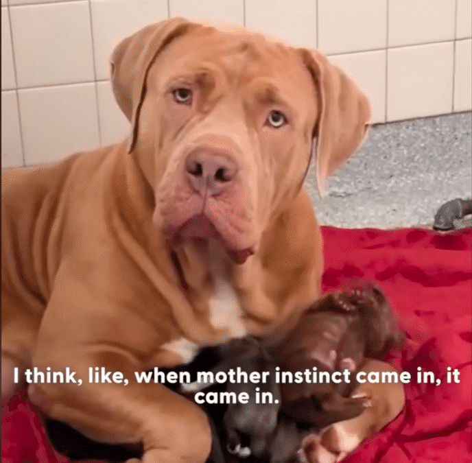 Gentle Giant Shelter Dog Raises A Litter Of Orphan Puppies The Dodo 0 6 screenshot