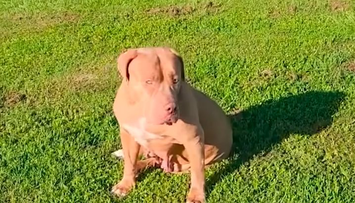 Gentle Giant Shelter Dog Raises A Litter Of Orphan Puppies The Dodo 1 44 screenshot