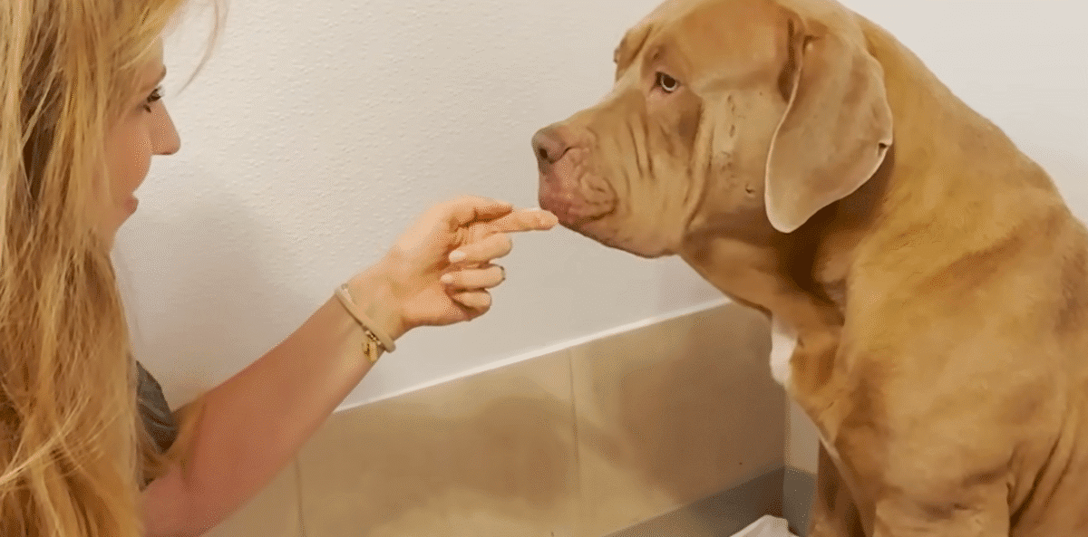 Gentle Giant Shelter Dog Raises A Litter Of Orphan Puppies The Dodo 1 7 screenshot