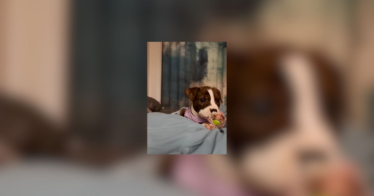 Georgia Puppy Found In A Dumpster With Her Mouth Sealed Shut Finds The Perfect Mama