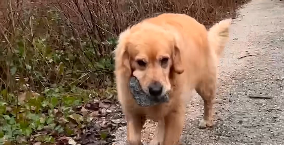 Golden Retriever Obsessed With Massive Rocks The Dodo 0 0 screenshot