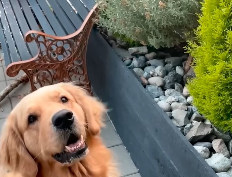 Golden Retriever Obsessed With Massive Rocks The Dodo 0 47 screenshot