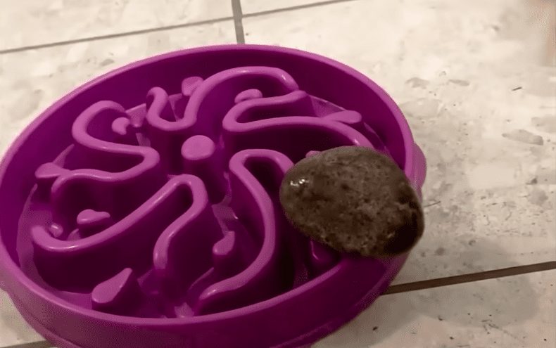 Golden Retriever Obsessed With Massive Rocks The Dodo 1 10 screenshot