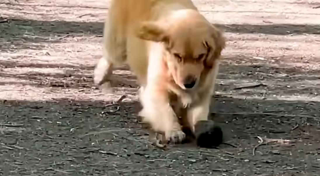 Golden Retriever Obsessed With Massive Rocks The Dodo 1 20 screenshot