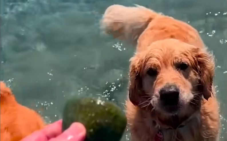 Golden Retriever Obsessed With Massive Rocks The Dodo 1 5 screenshot