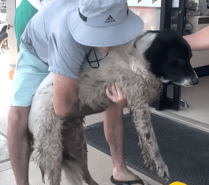 Guy Rescues A Sick Dog Outside Of 7 Eleven And Brings Him Back To Life The Dodo 0 1 screenshot