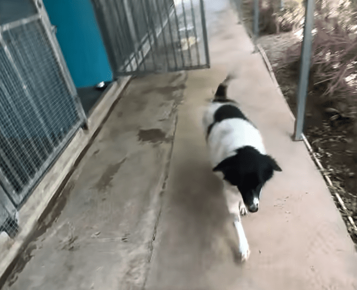 Guy Rescues A Sick Dog Outside Of 7 Eleven And Brings Him Back To Life The Dodo 0 50 screenshot