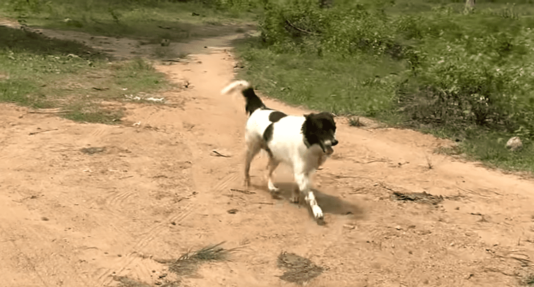 Guy Rescues A Sick Dog Outside Of 7 Eleven And Brings Him Back To Life The Dodo 1 2 screenshot