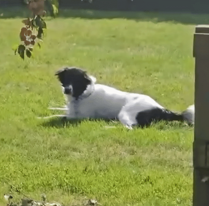 Guy Rescues A Sick Dog Outside Of 7 Eleven And Brings Him Back To Life The Dodo 1 37 screenshot