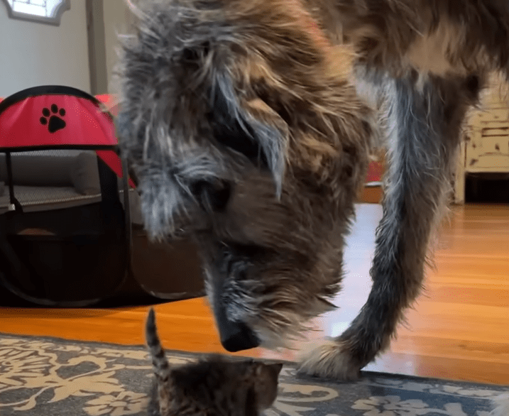 Huge Dog Is Emotional Support Dog To All Kinds Of Tiny Animals The Dodo 0 26 screenshot