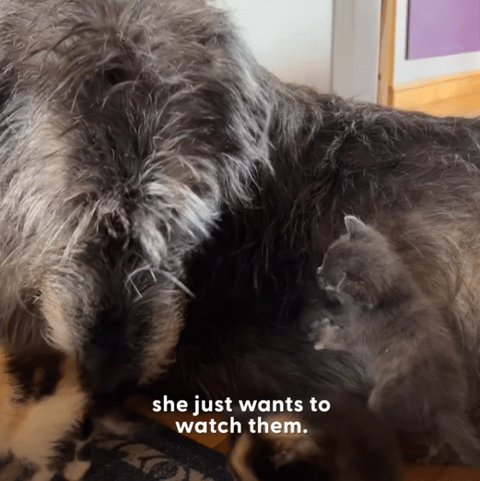 Huge Dog Is Emotional Support Dog To All Kinds Of Tiny Animals The Dodo 0 50 screenshot