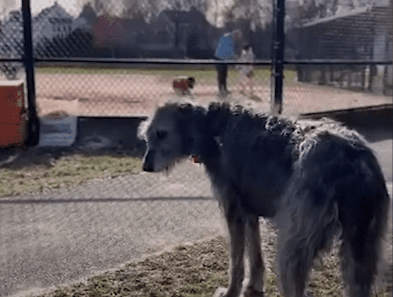 Huge Dog Is Emotional Support Dog To All Kinds Of Tiny Animals The Dodo 0 6 screenshot