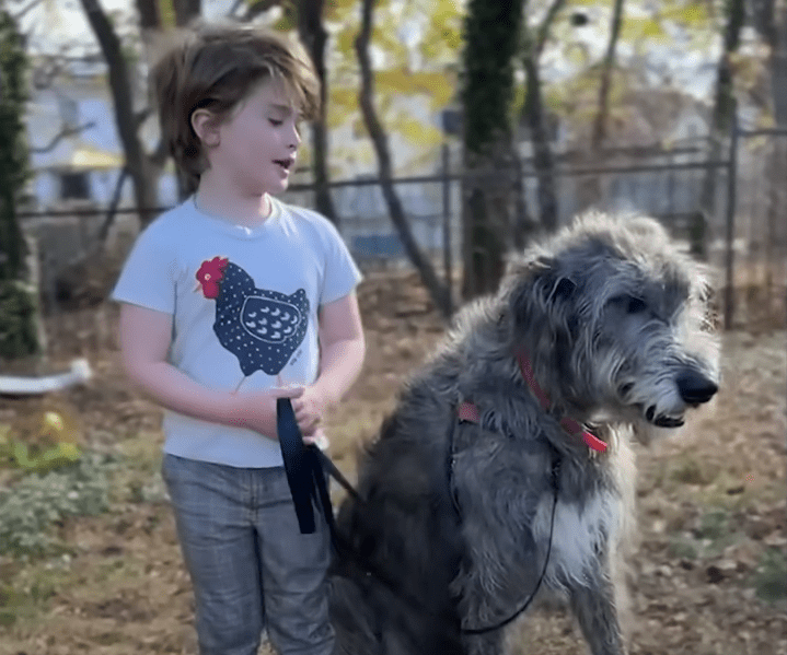Huge Dog Is Emotional Support Dog To All Kinds Of Tiny Animals The Dodo 1 19 screenshot