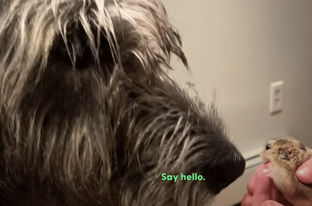 Huge Dog Is Emotional Support Dog To All Kinds Of Tiny Animals The Dodo 1 4 screenshot