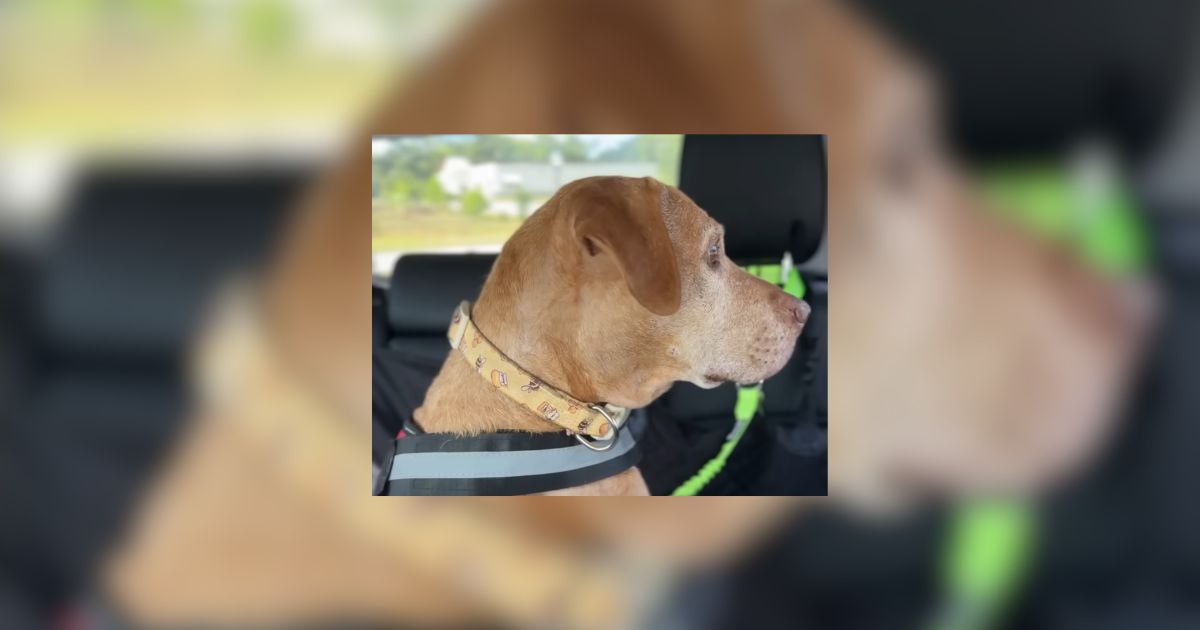 Kentucky Petrified Dog Learns How To Be A Dog Thanks To Her Foster Sister