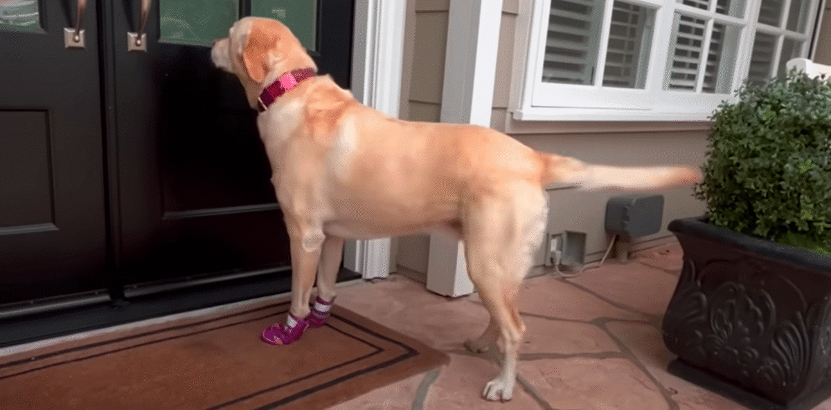 Labrador Runs Off Every Day To Visit Her Next Door Neighbor The Dodo 0 11 screenshot