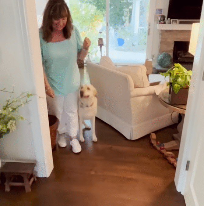Labrador Runs Off Every Day To Visit Her Next Door Neighbor The Dodo 0 26 screenshot