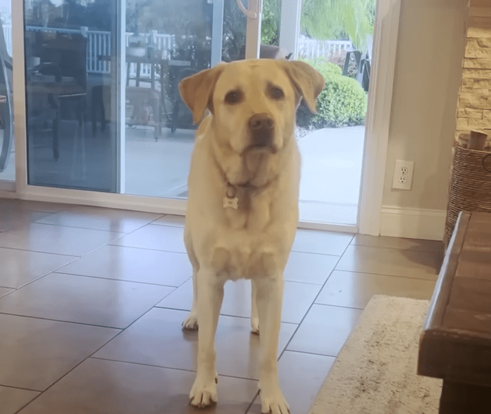 Labrador Runs Off Every Day To Visit Her Next Door Neighbor The Dodo 0 40 screenshot