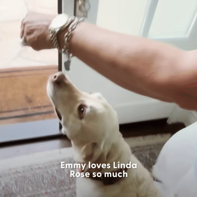 Labrador Runs Off Every Day To Visit Her Next Door Neighbor The Dodo 0 54 screenshot