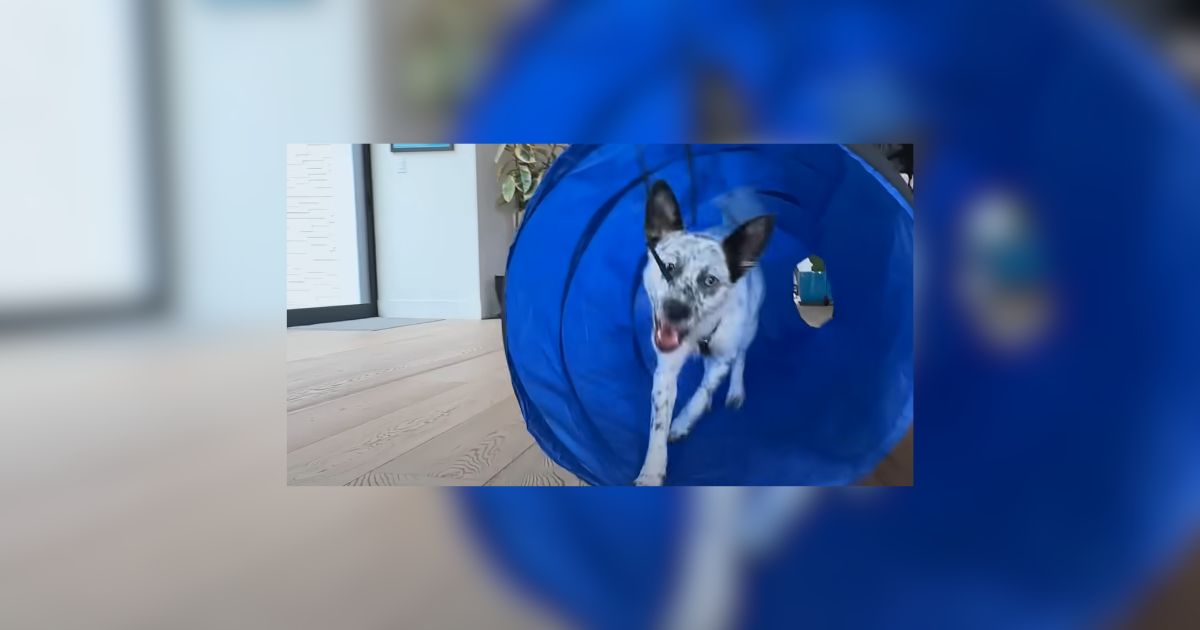 Los Angeles California Deaf Rescue Pup Trains Like an Olympian on a Dream Date with Jordan Chilesia Puppy Found In A Dumpster With Her Mouth Sealed Shut Finds The Perfect Mama
