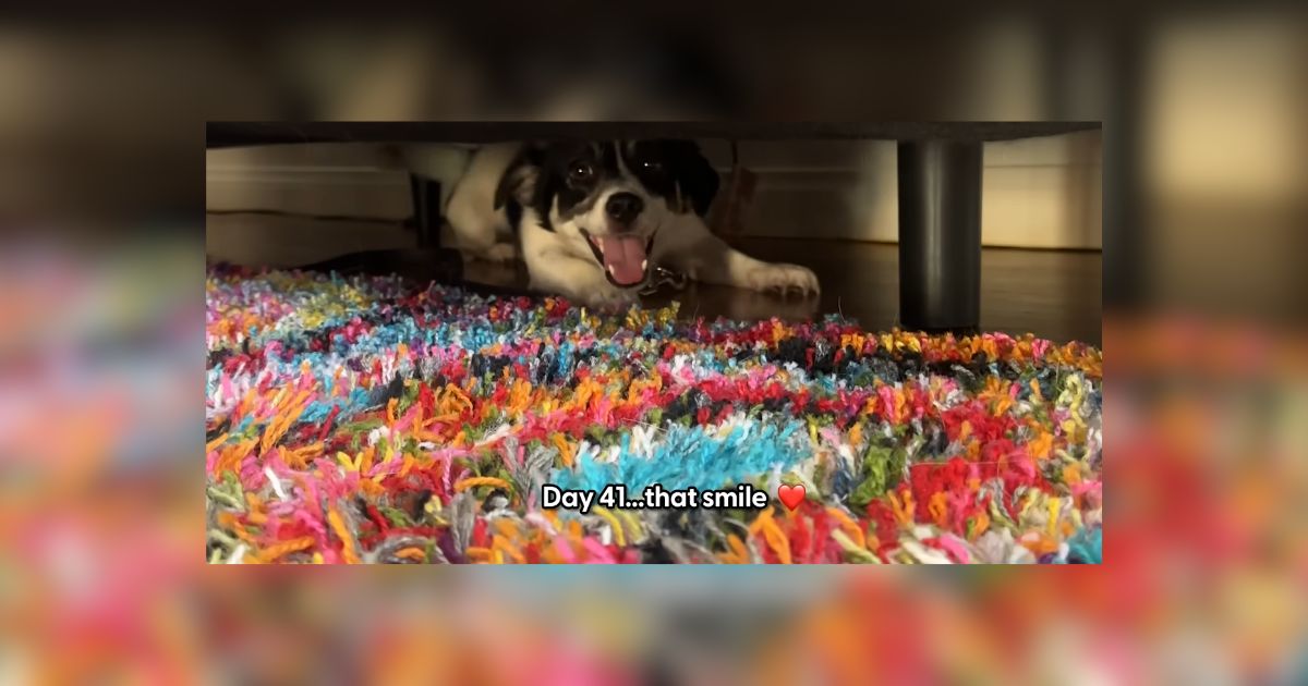 Los Angeles California Terrified Foster Dog Transforms in Just 42 Days 1
