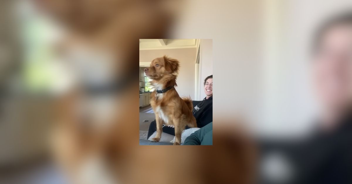 New York Terrified Stray Dog Becomes Protector of His Home