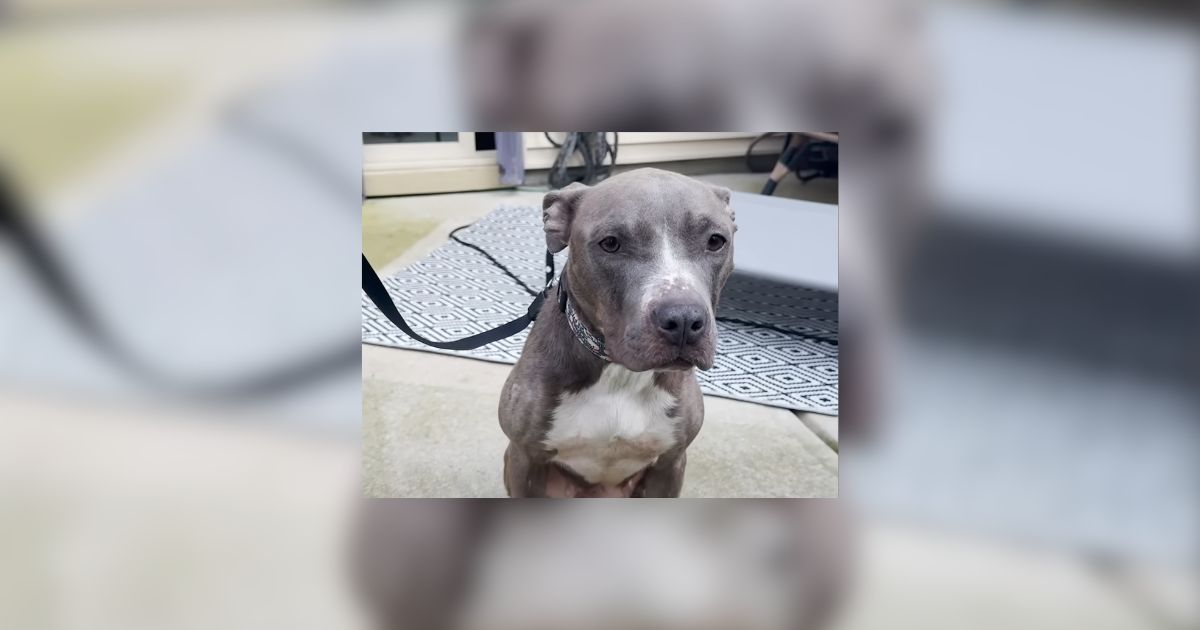 North Carolina Skinny Pittie Saved From Being Thrown Off Bridge Overcomes Her Fears
