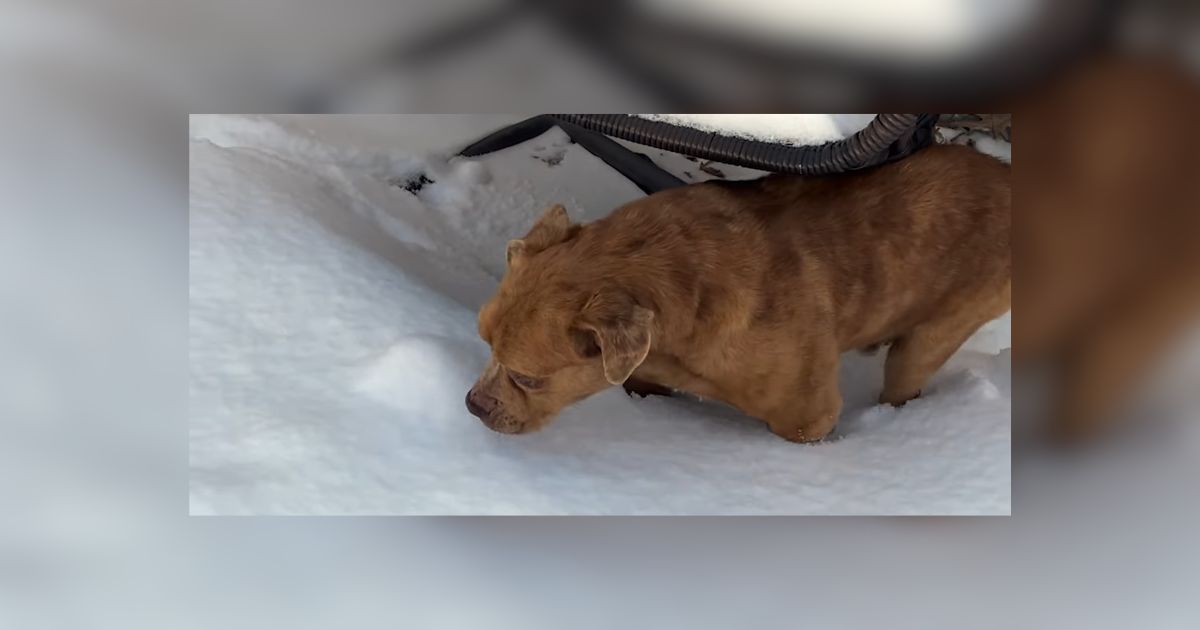 Ohio Blind Pup Once Had Nothing Learns To Love Blankets Toys And Treats