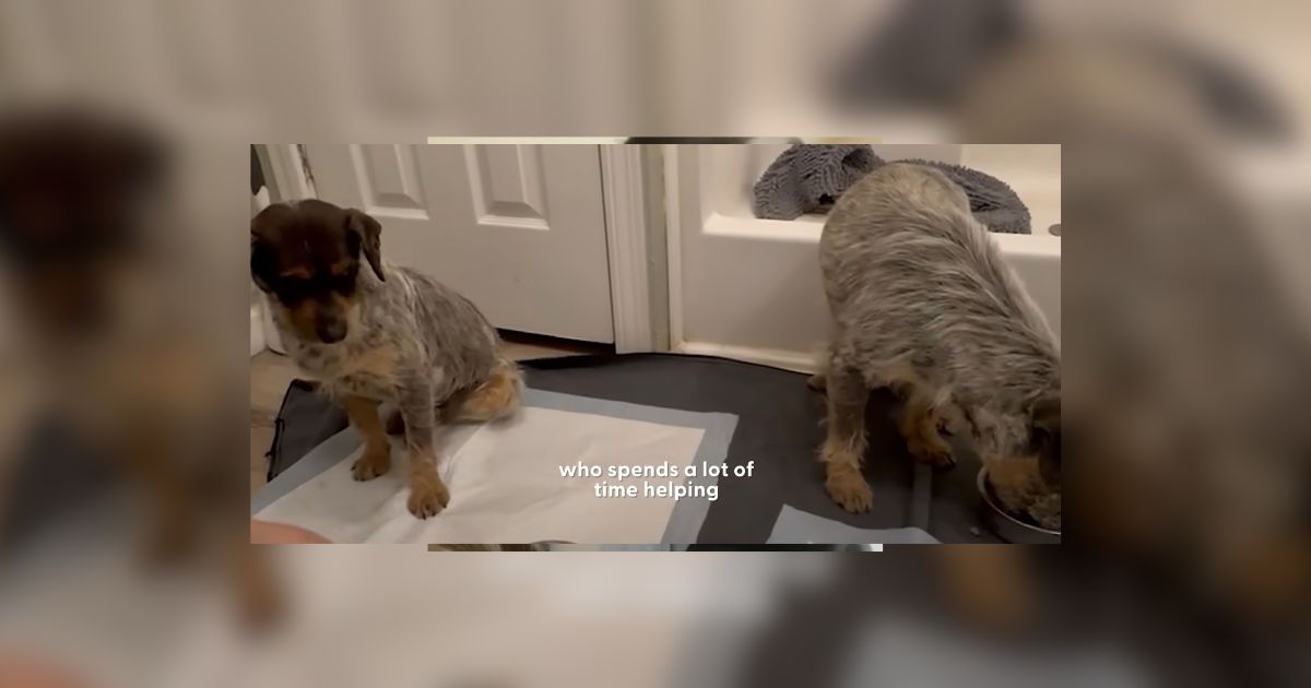 Oklahoma Neglected Terriers Rescued From Drain Pipe Begin Their New Life