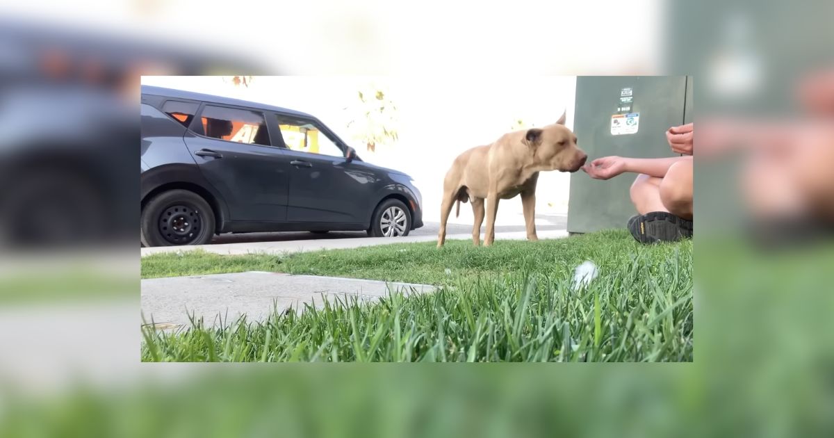 Oklahoma Stray Pitties Weeks Long Escape Ends With A Heartwarming Rescue