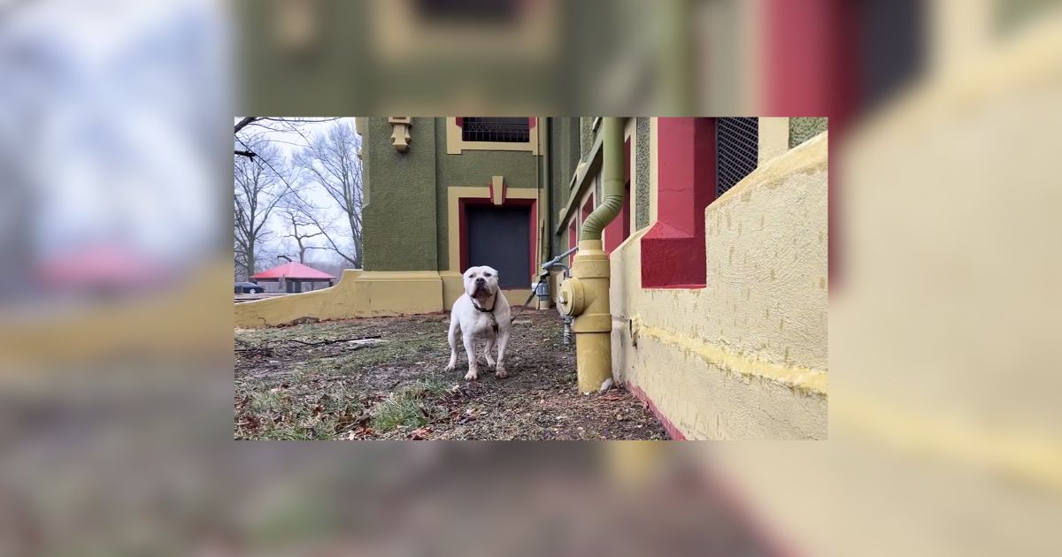 Pennsylvania Pittie Left Tied To A Short Leash Finds Love And A Forever Home