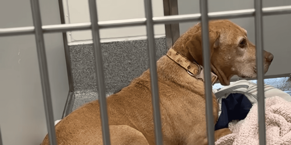Petrified Dog Needed Help From Her Foster Sister To Learn How To Dog The Dodo 0 23 screenshot