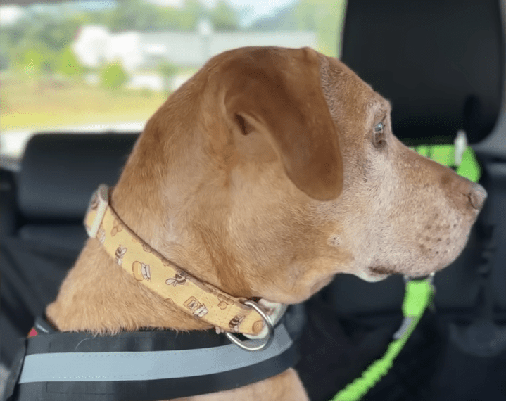 Petrified Dog Needed Help From Her Foster Sister To Learn How To Dog The Dodo 0 42 screenshot