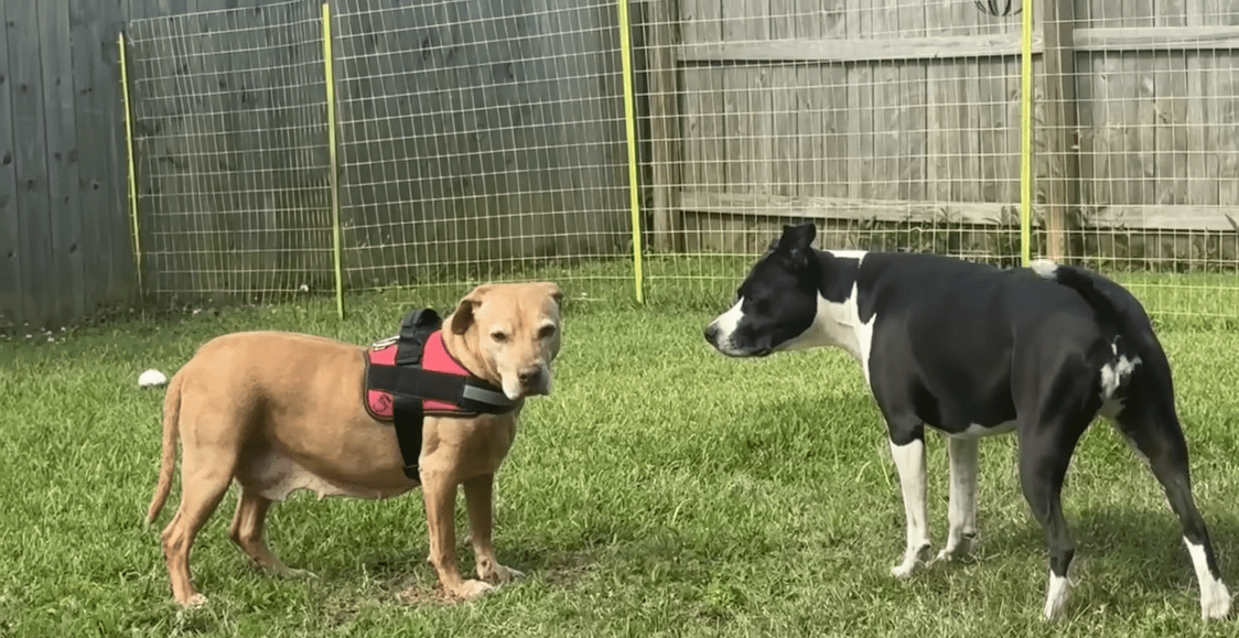 Petrified Dog Needed Help From Her Foster Sister To Learn How To Dog The Dodo 2 27 screenshot