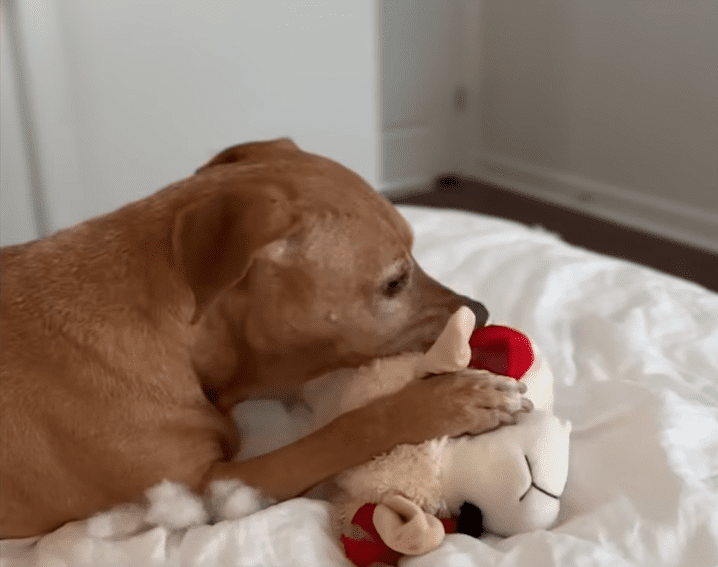 Petrified Dog Needed Help From Her Foster Sister To Learn How To Dog The Dodo 3 32 screenshot
