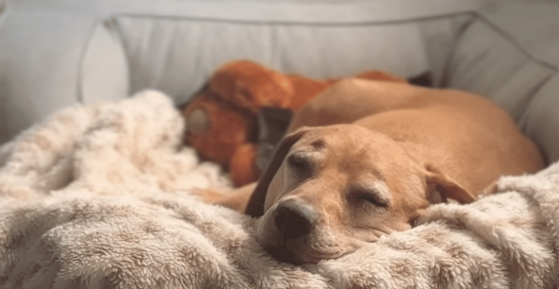 Petrified Dog Needed Help From Her Foster Sister To Learn How To Dog The Dodo 4 7 screenshot