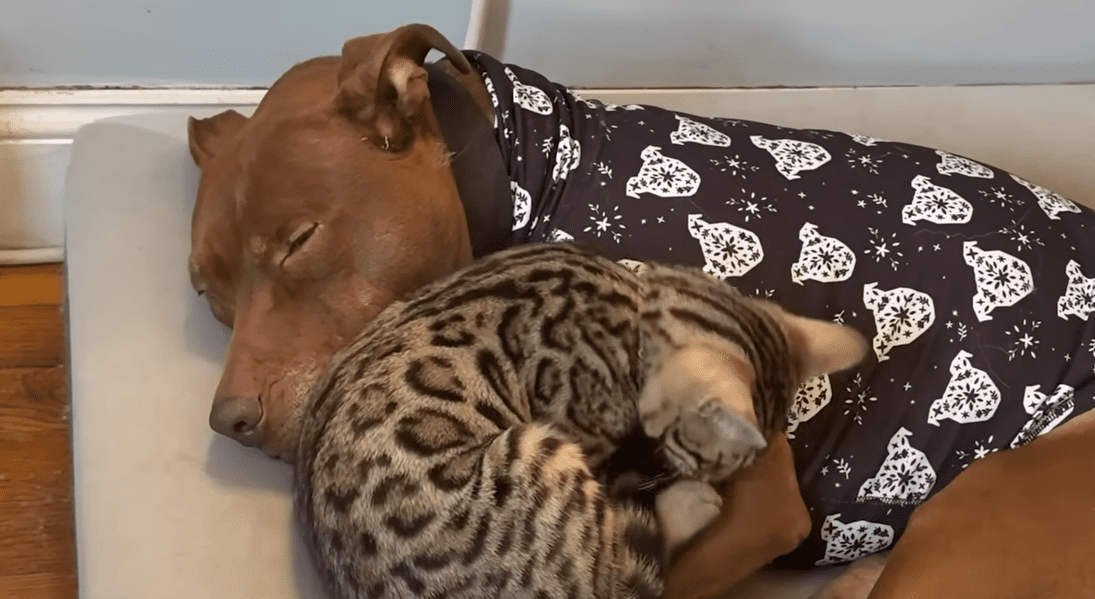 Pittie Raised With Cats Thinks He Is One The Dodo 0 38 screenshot