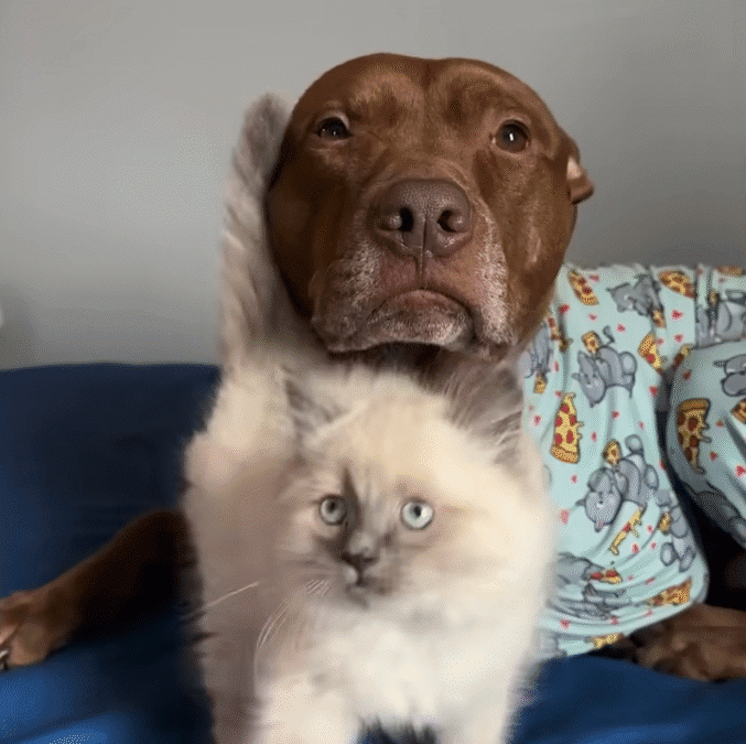 Pittie Raised With Cats Thinks He Is One The Dodo 0 9 screenshot